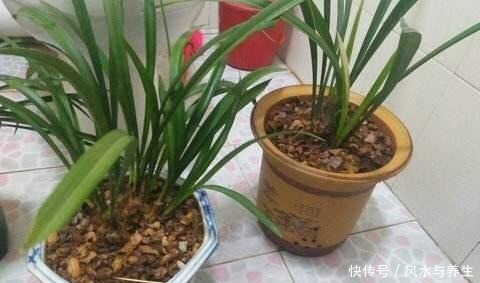 养兰花,用1个“简单方法”繁殖,一盆变3盆,盆盆开花爆盆!
