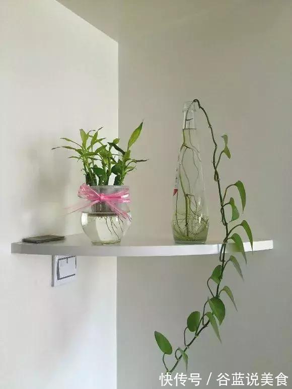 塑料瓶扔了太可惜!用来养绿萝,效率高,成活快,一养一大片!