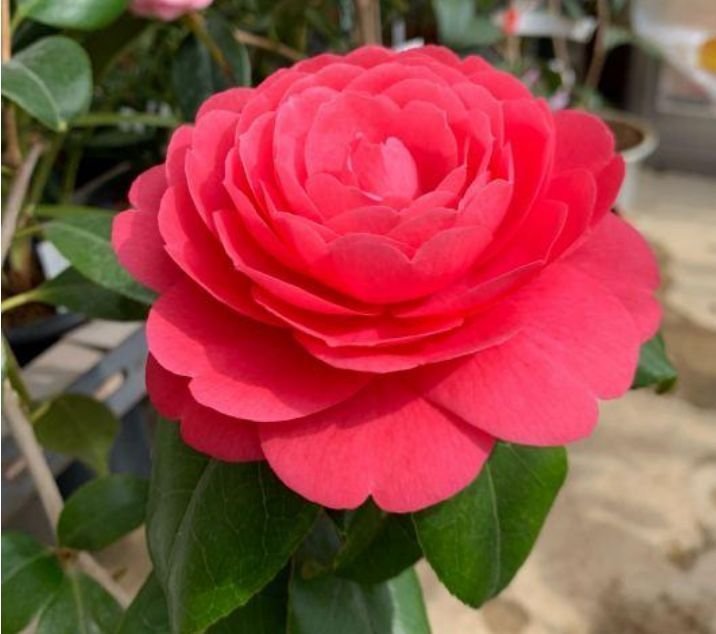 4种花养在家里,比牡丹好看,比吊兰好养,你养了吗