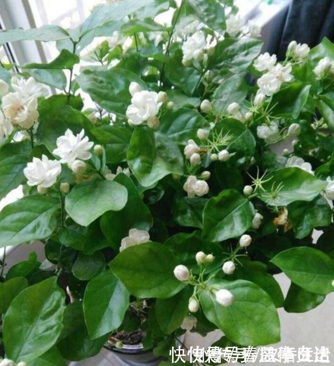 最香的“4种花”，好养又漂亮，花香醉人，一养就上瘾