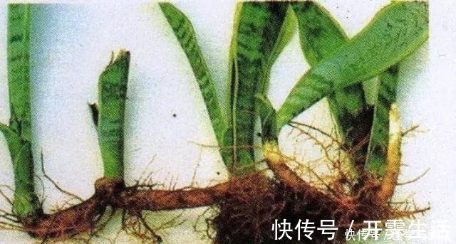 腐殖材料|栽植虎皮兰,土壤里加点“它”,叶片碧绿旺盛,一年长高30cm!