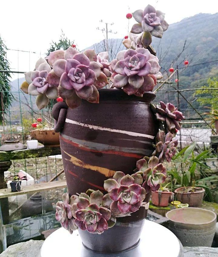 他用菜坛子种多肉,1分不花,呼呼长成“大米饭”!