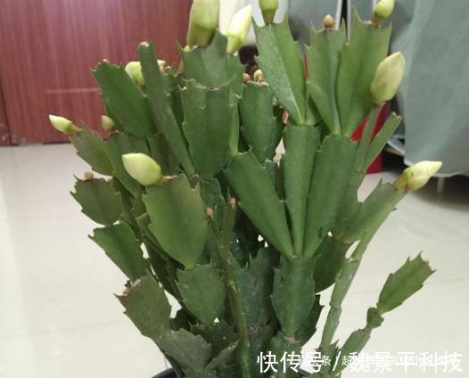 养蟹爪兰，6天来“1杯酒”，9天长出白根，1个月花朵冒出来