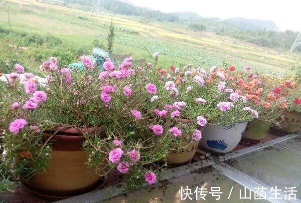 不死花|一种不死花，开花300天，枝条剁成段，复制一百盆