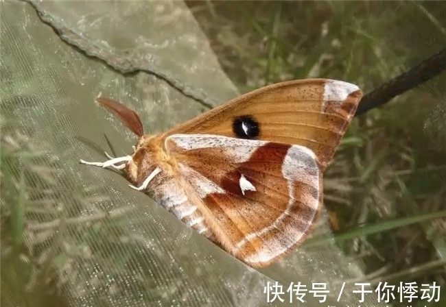 飞蛾和蝴蝶是一种吗