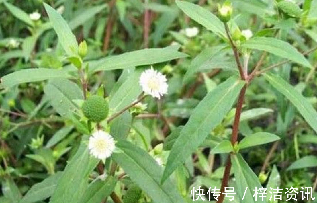 野生植物|农村里常见得一种野草，不仅能够凉血止血，还对心脑血管也有效用