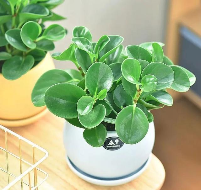 夏天这8种花不用买，叶子丢进花盆里，嗖嗖长白根