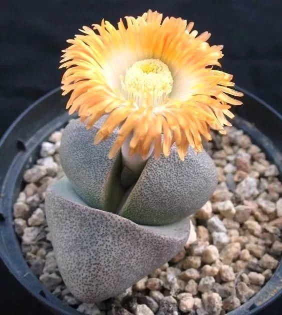  娇艳|石生花，绝美娇艳！