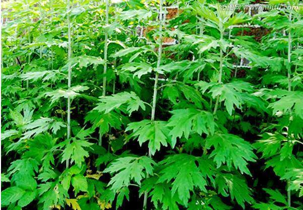 净化|7种“有益花”,养在家里身体好,清新空气病菌少,你家还没养