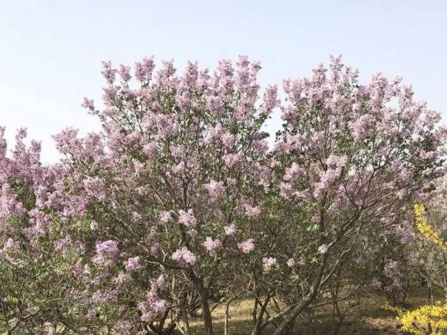 赏花地图已出，快快收藏！