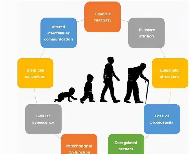 河虾|年过50岁会“断崖式”衰老?提醒:5种食物可以多吃,越老越要补