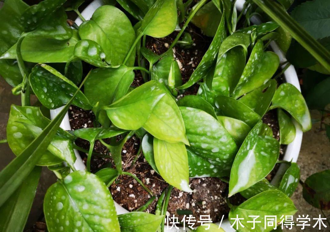 7种花，立秋后换盆，秋冬才能越养越好