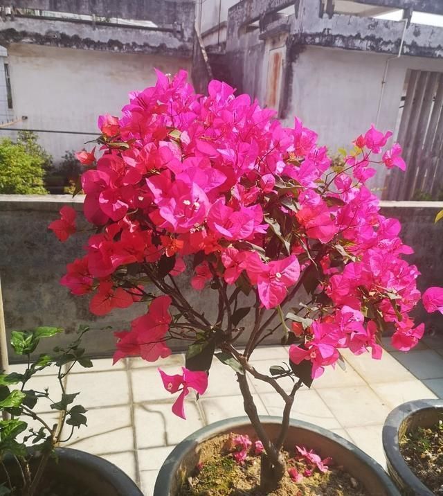 小暑过后,家里养3种“耐热花”,枝条扦插生根快,越热开花越旺