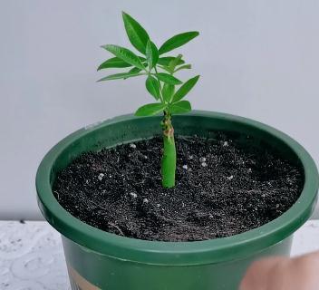 发财树的扦插方法,想要成活率高,技巧要牢记