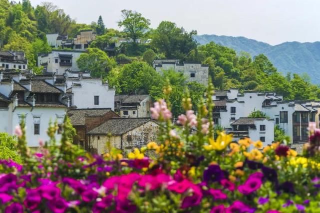 婺源小众“赏花地”，梯田花海徽韵浓，游客直呼没白来