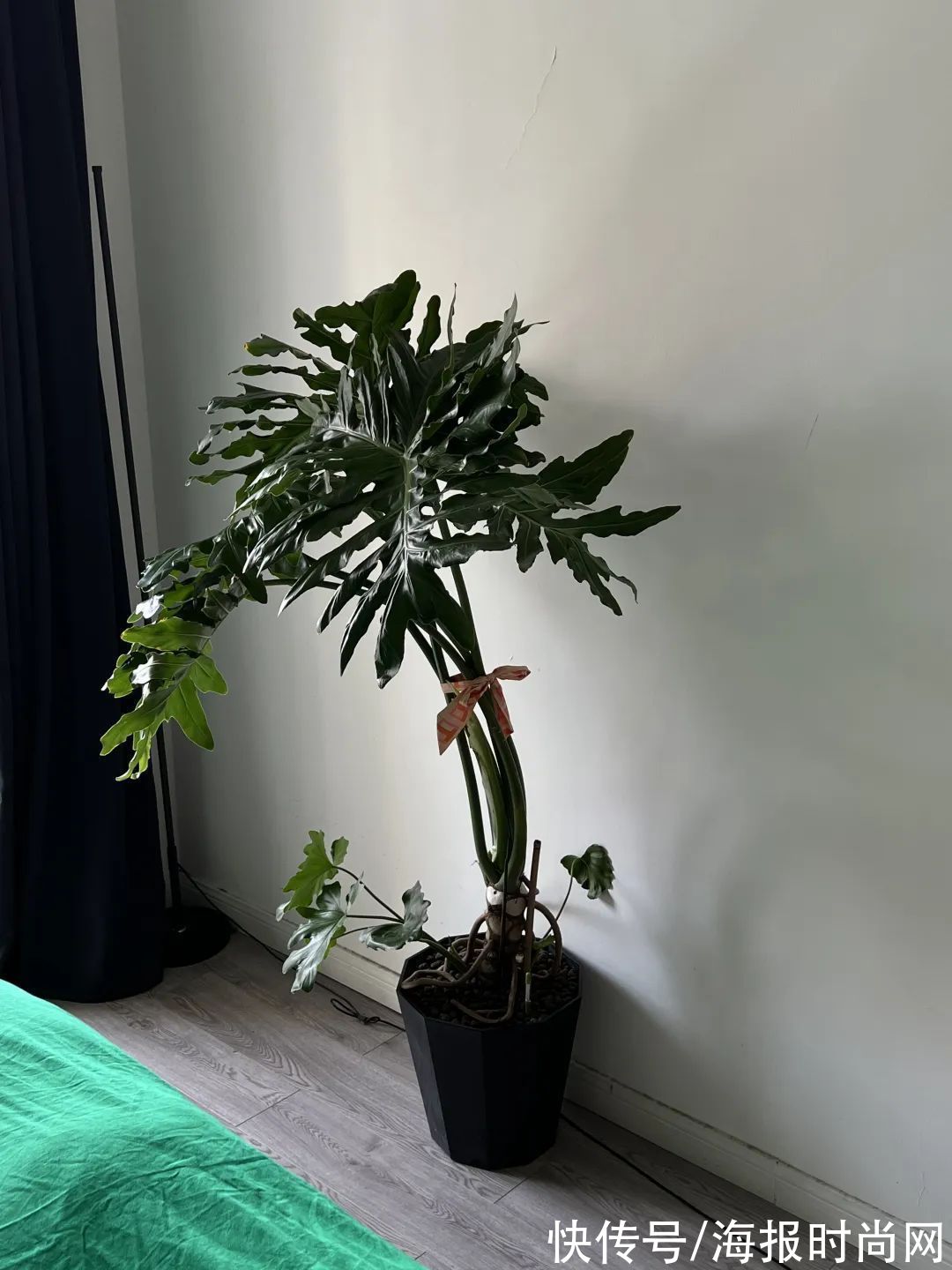 编辑|编辑部秀居家照,一起聊聊居家幸福感