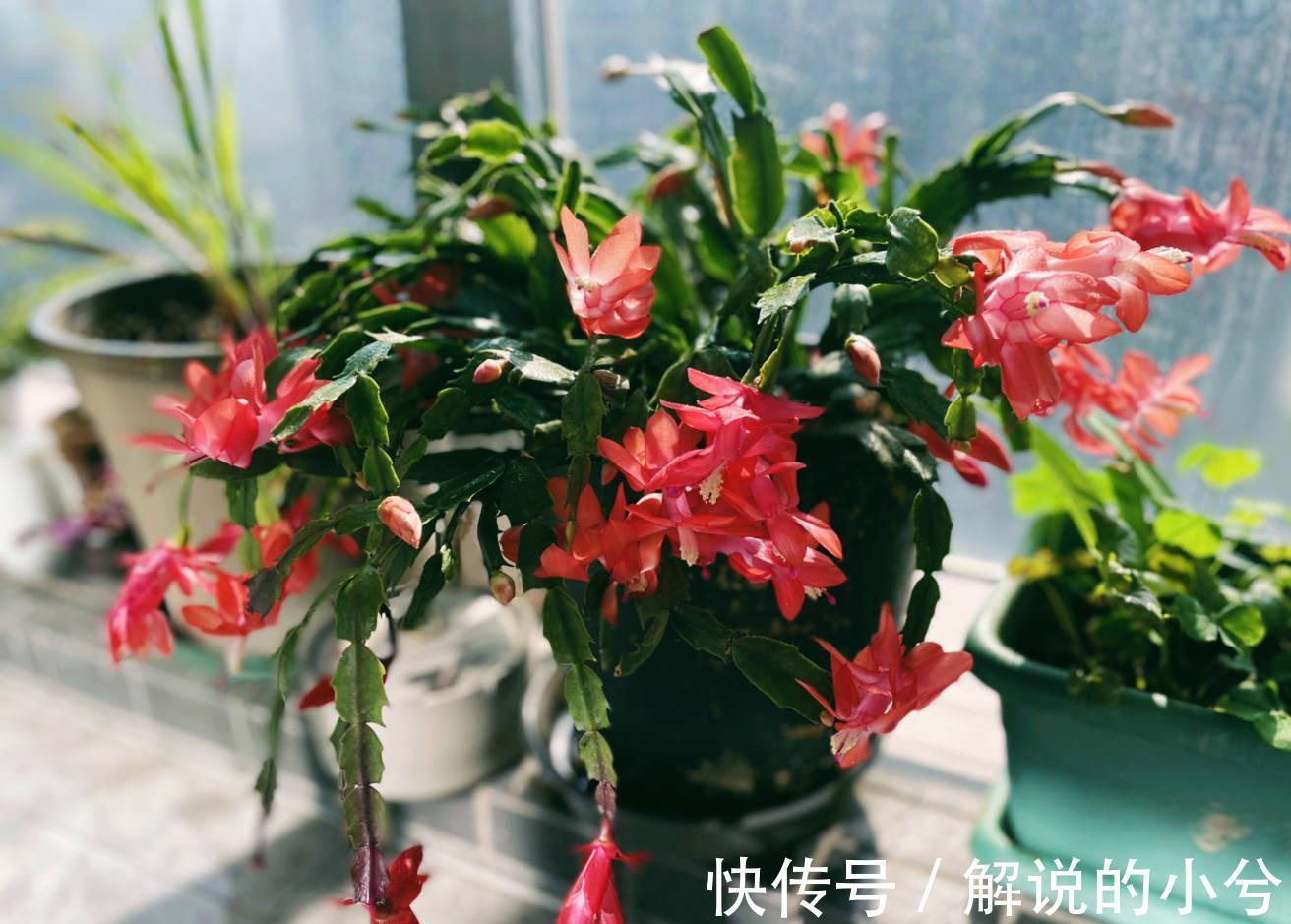 天冷就养“3种花”,耐寒好养,花儿朵朵开,又美又娇艳