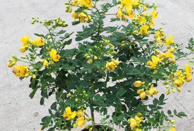 茶梅|这三种花是秋冬开花王,娇艳漂亮花期又长,理想的居家盆栽