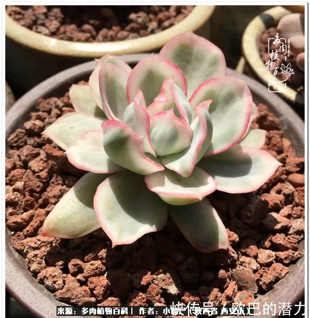 从景天到水泡和肉锥,那些年阳台种植多肉的历程!