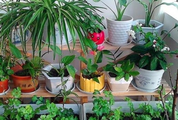 植物|花店老板打死都不愿意说的秘密养花草怎么防治烂根黄叶