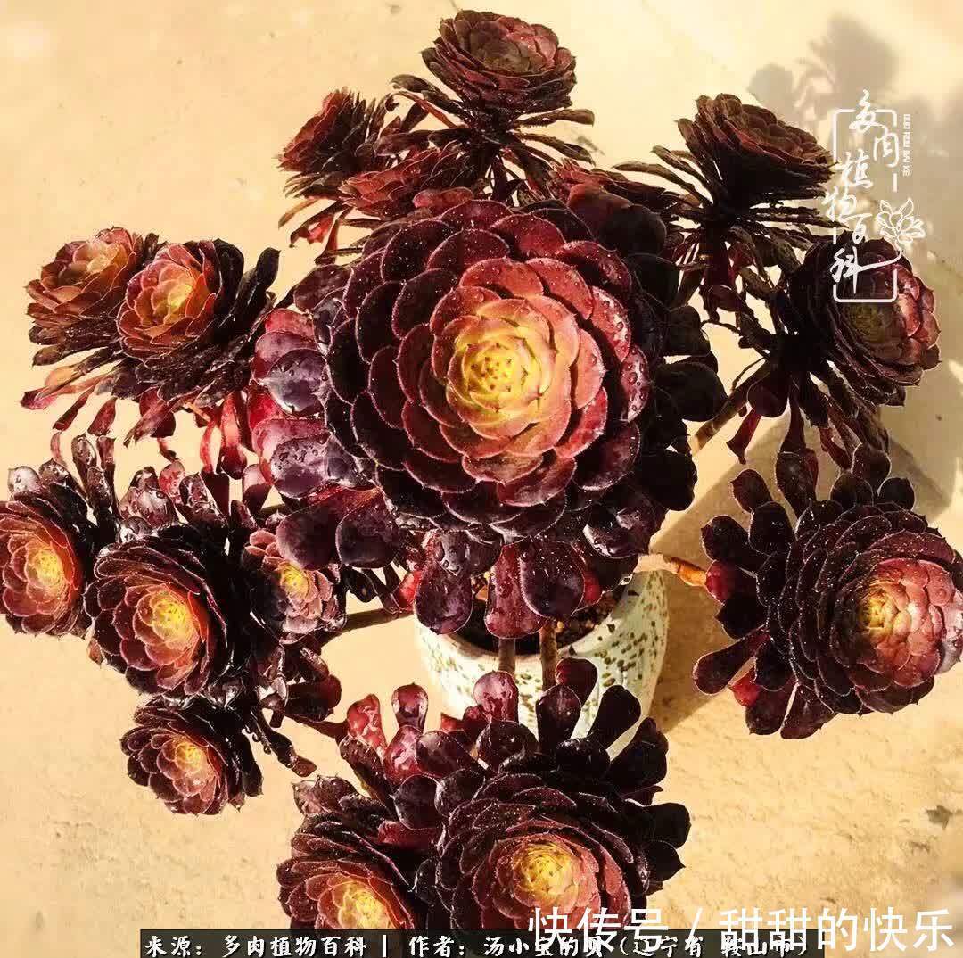 蚧壳虫|远嫁他乡,多肉是我孤寂时最美的陪伴!