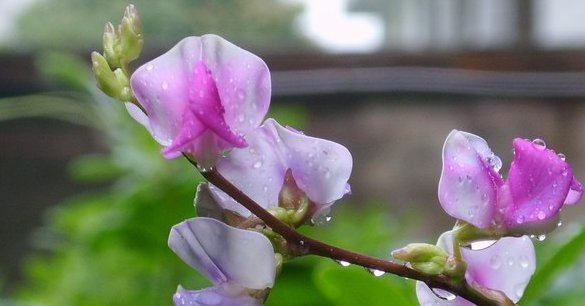 这4种花的花期”超长“，而且开花还勤，非常好养