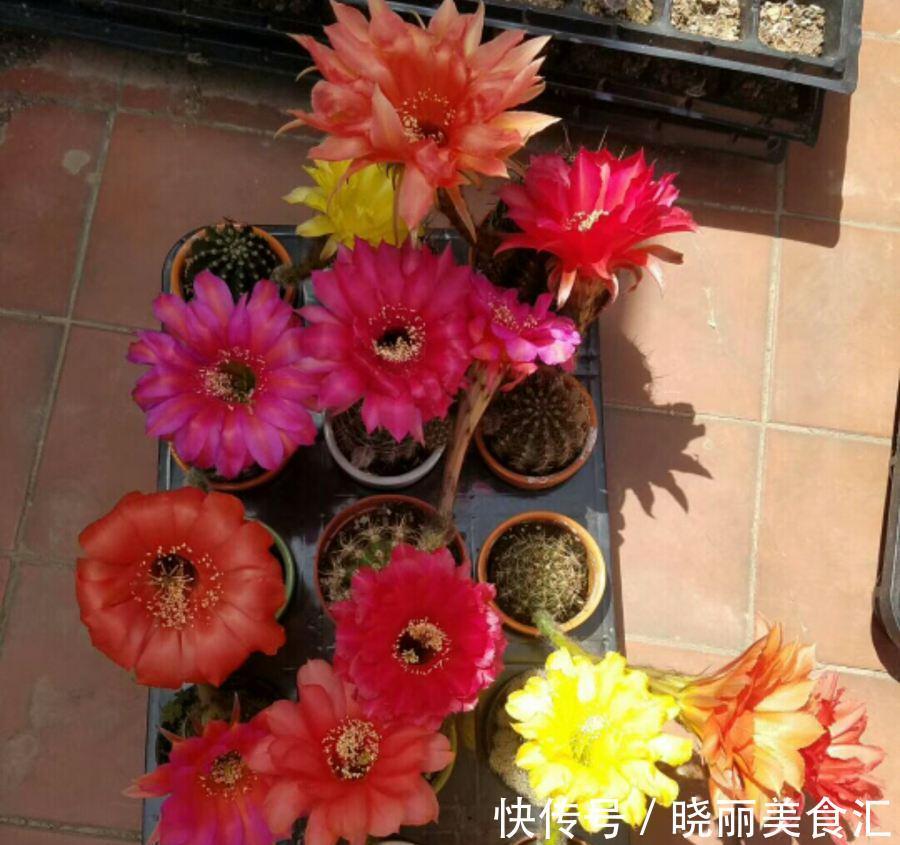 10种花“冷天”长得慢，“穷养”多晒更健壮，不然易烂根，难过冬