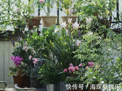 客厅2个地方，千万别养花，不能忽视，养了也尽快搬走！