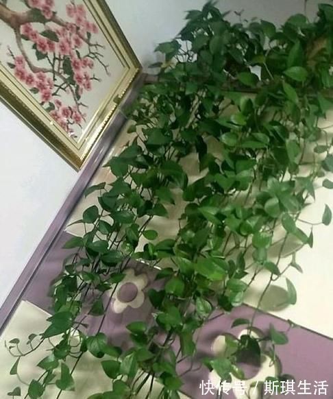 老花农养植物从不买肥料，浇水时加点它，绿萝一个月能窜上天