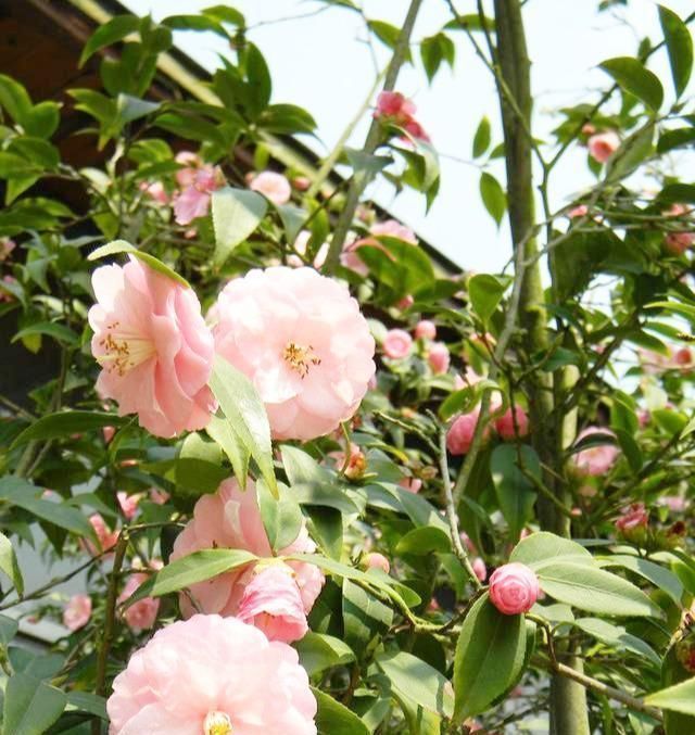 土壤|茶花有“三怕”，避开不烂根黄叶，“野劲”足冒新芽，砰砰爆出花