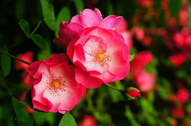 蔷薇花刚开就谢2个 “误区”搞明白，花苞蹭蹭冒，全年都能赏花