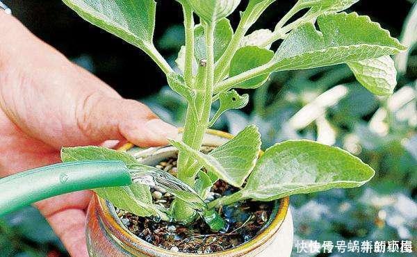 花养不好不是太懒，而是方法错误，这几个坑你知道吗