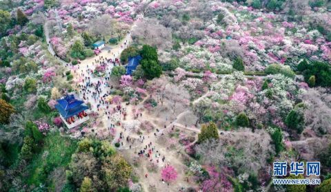 老年|赏梅看花望金陵