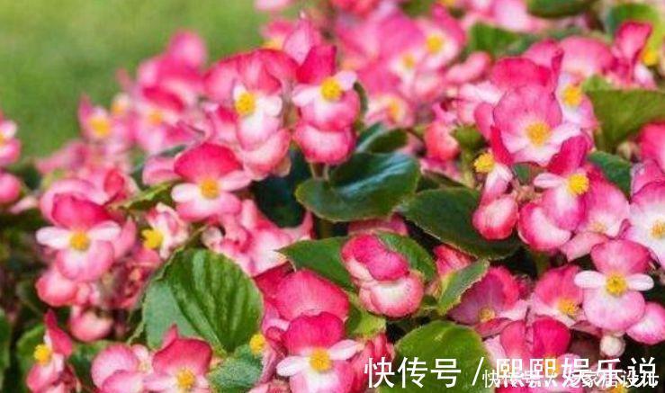 观赏价值|4种花美的出奇，好养又漂亮，连年开花，能养一辈子