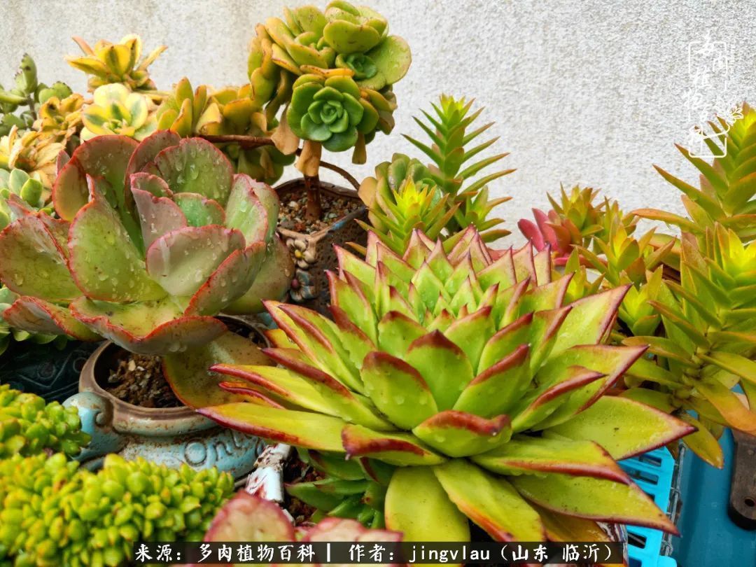 花月|多肉露养度夏,没遮阳没遮雨,有惊无险!