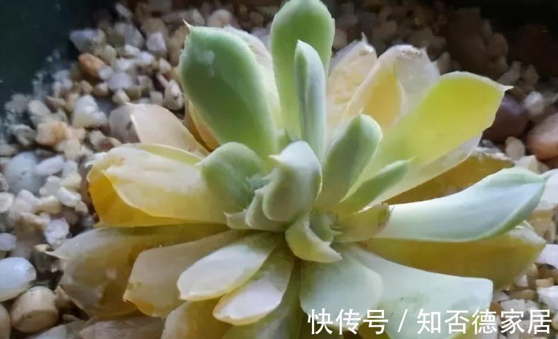 多肉出现这3种症状,就是在警示主人:该换盆土了!