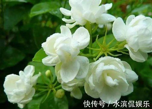 聪明人|聪明人都养4种花,花大服盆快,沾点水就疯长,开花勤还爱爆盆