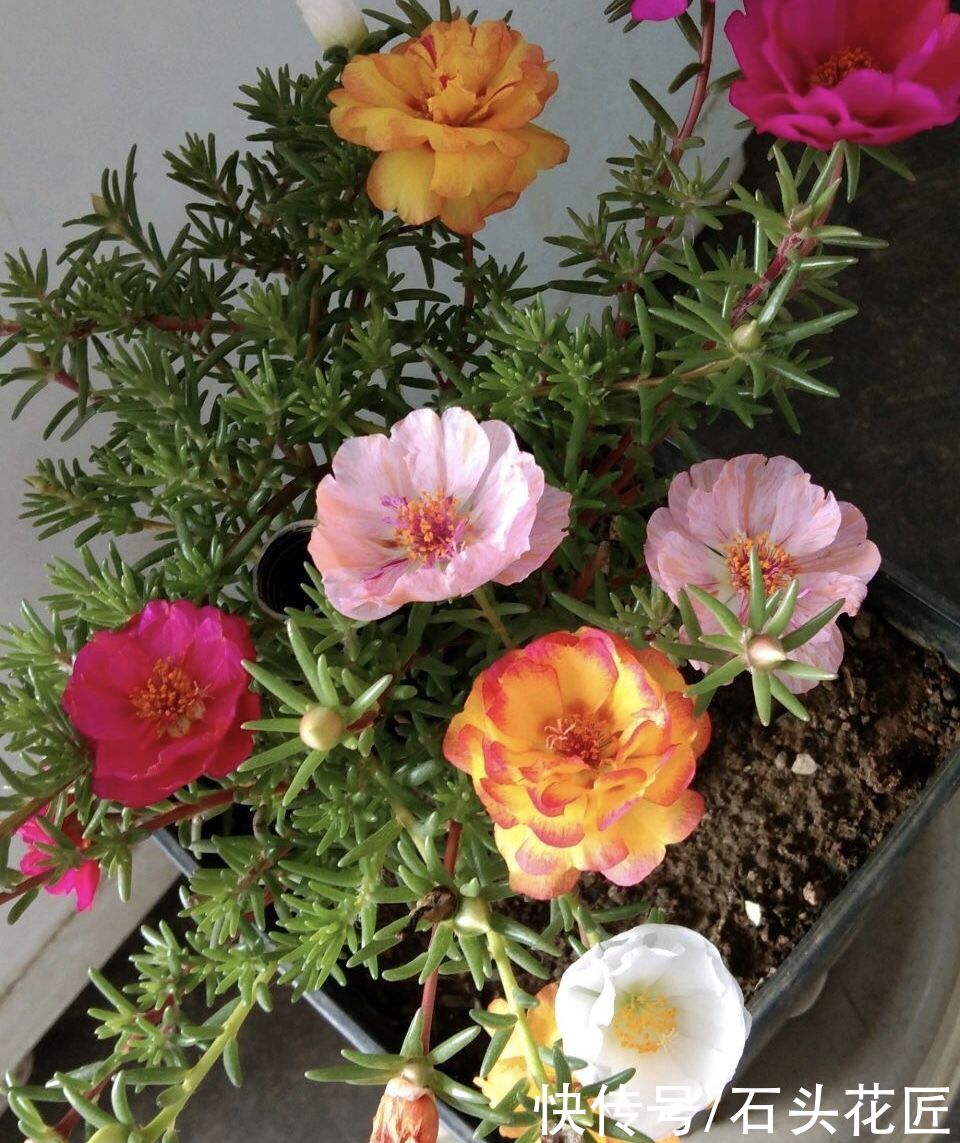 花卉|适合新手的花卉“白名单”，这5种花怎么养都能活，越养越自信