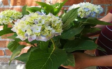 11月逛花市，4种耐阴花随便买，稍微给点光，就能开花爆盆