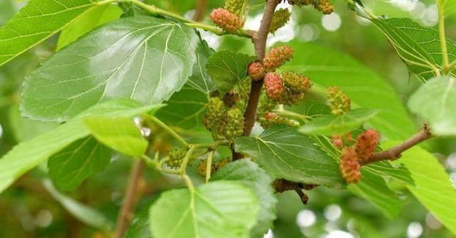 泡水|高血压注意，它们是“天然降压药”，常喝一杯，血压慢慢降！