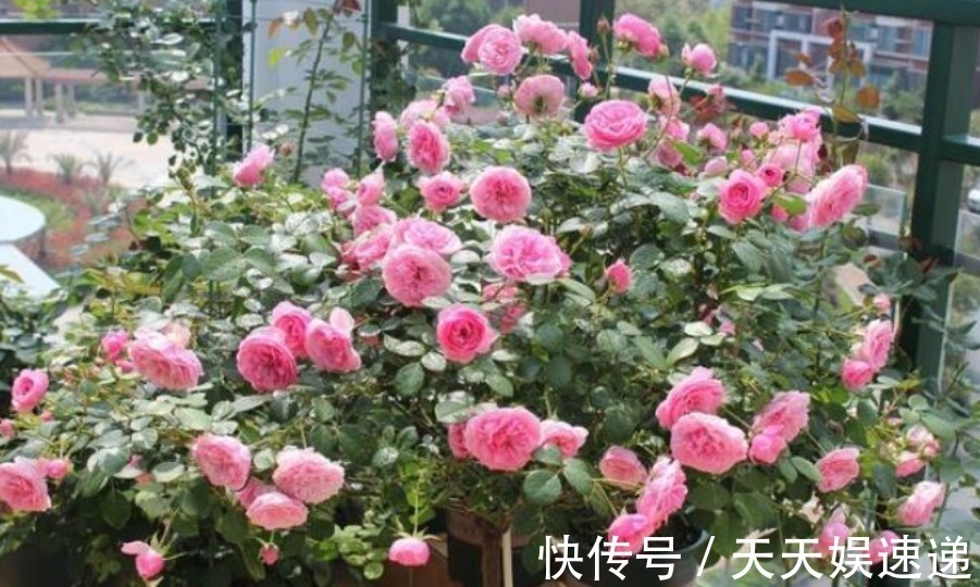 风油精风油精|养花老生虫盆里放一物,没有一个虫,枝繁叶茂、开花多!