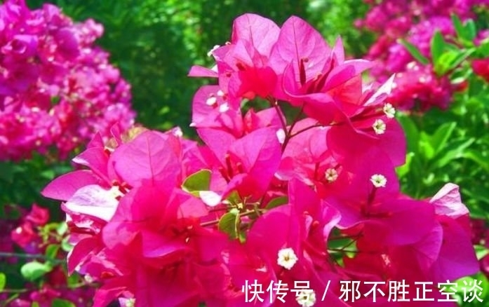 三角梅|几种花，开花漂亮又好养，开花漂亮财运来，一养就上瘾