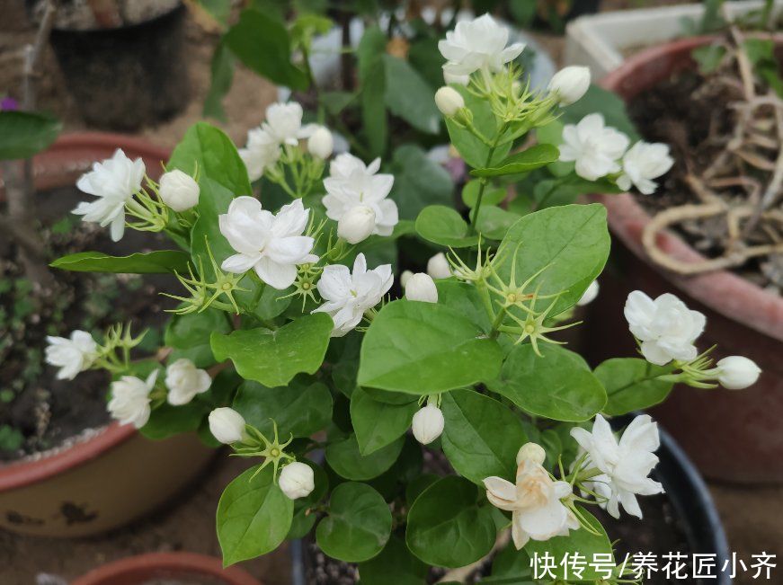茉莉花黄叶开花少？现在开始做好“三足”，叶子油绿，开花到冬季