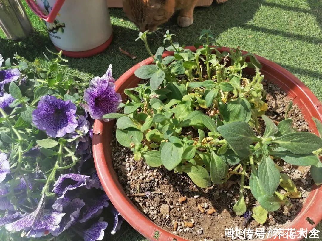 抗病、不招虫的天竺葵，屋里养一盆，开花一茬接一茬