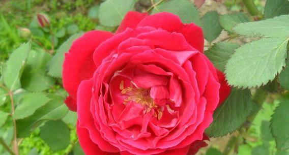 喜欢菊花，不如养“玫瑰精品”安妮公主，草莓香味，花色艳丽