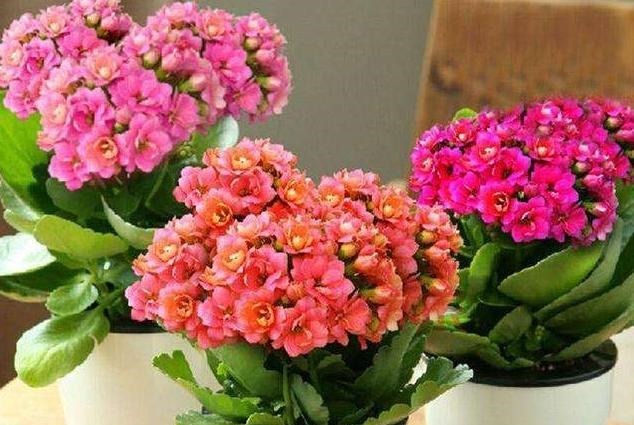 长寿花，夏季不做“2件事”，根不烂，叶不黄，侧芽长不停