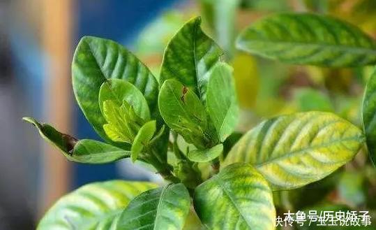 盆里加点它,养花10年不黄叶,年年花开不断!