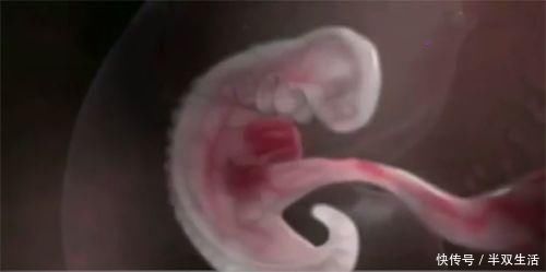 dh怀孕前3个月，胎宝宝都在干什么？原来着床后这么忙，孕妈要了解