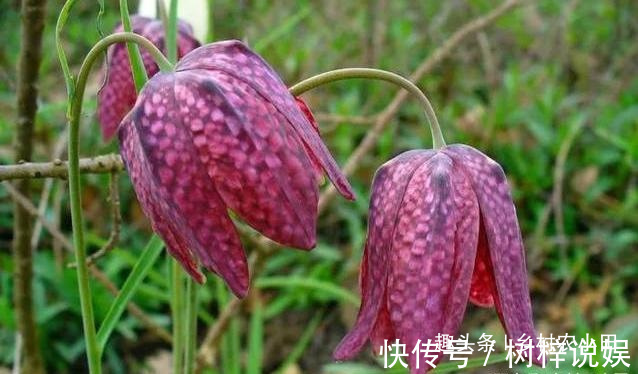 巫师|告诉家乡人,山中遇见此草,请别摘掉,目前1000多元一斤