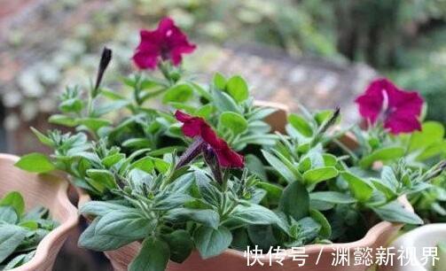 半阴通风|盆栽矮牵牛，记住3个小细节，株型大10倍，1棵开花200朵，美